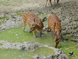 Tiergarten Schönbrunn am 15.05.2025